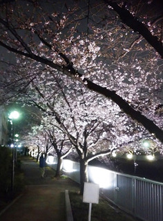 夜桜_加工済.jpg