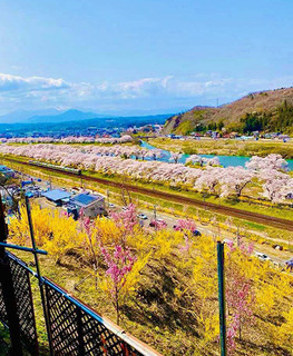 桜1_加工済.jpg