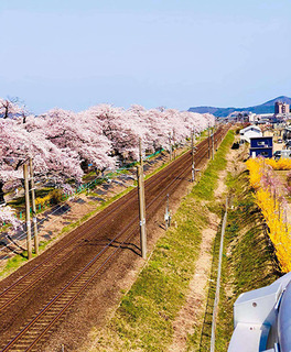 桜2_加工済.jpg