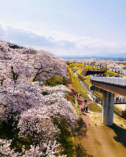 桜3_加工済.jpg