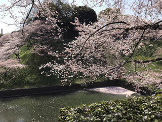 桜A_カラーバランス修正.jpg