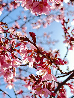 sakura_H.jpg